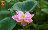 Thiếu nữ Hà thành nô nức khoe sắc cùng mùa sen nở